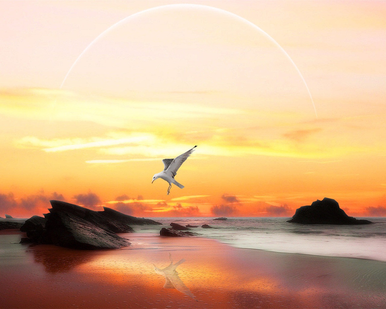 海上的鳥 海鷗高清壁紙 #8 - 1280x1024