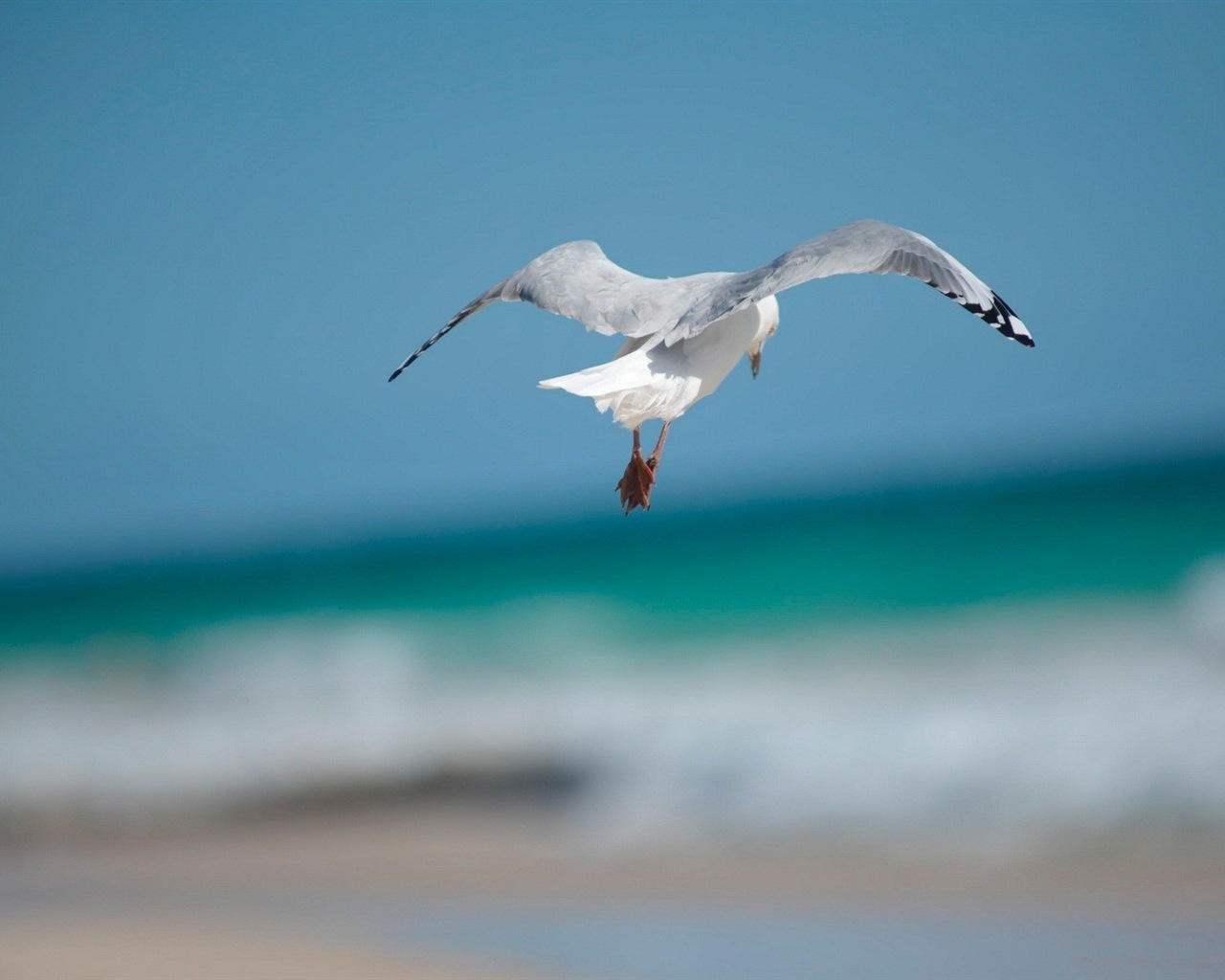 海上的鳥 海鷗高清壁紙 #9 - 1280x1024