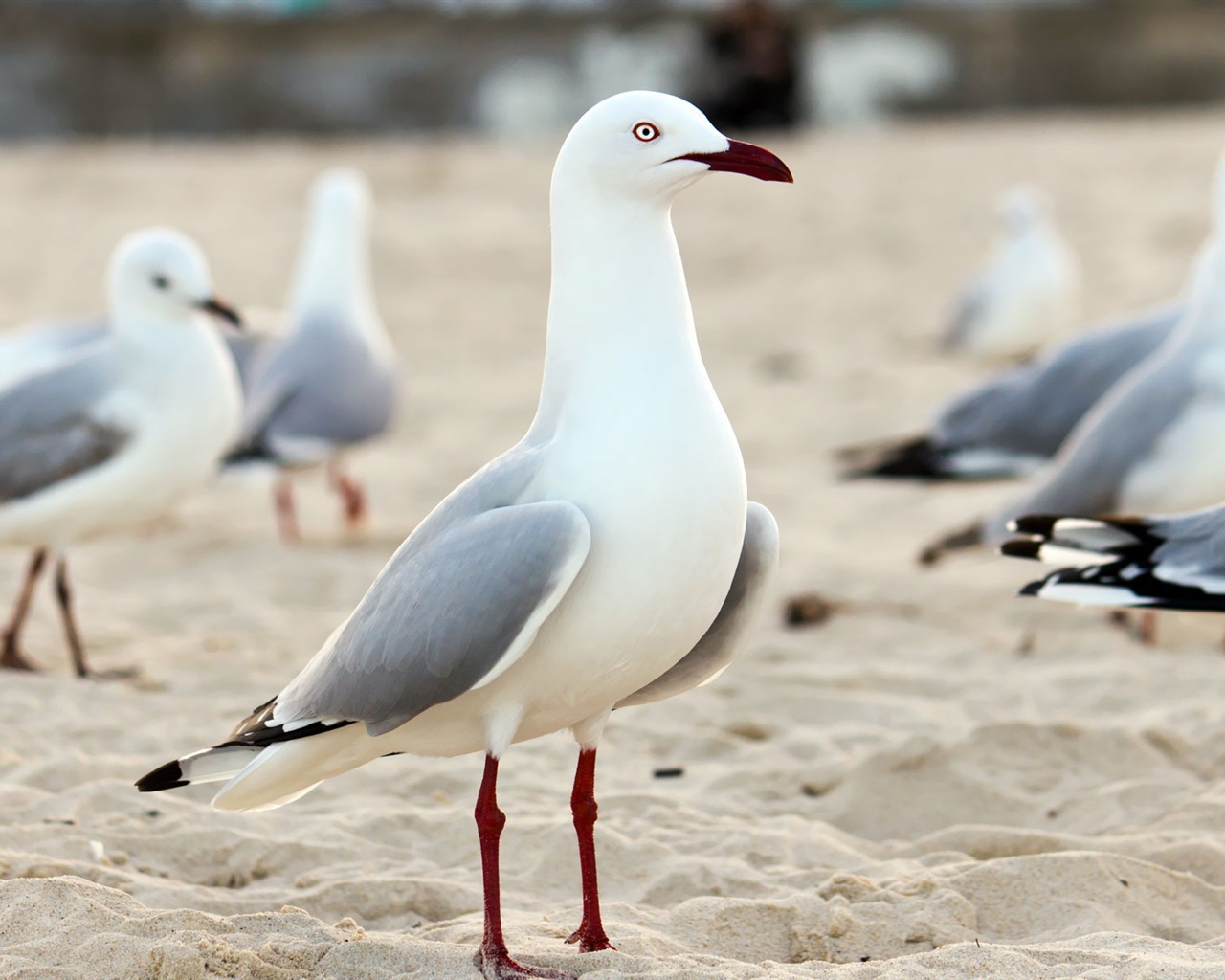 海上的鳥 海鷗高清壁紙 #17 - 1280x1024