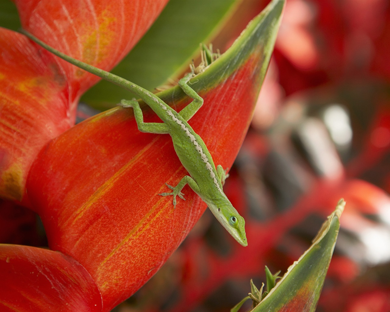 Windows 8 theme wallpaper: Hawaiian scenery #2 - 1280x1024