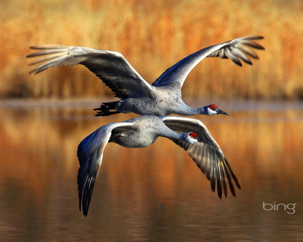 2013 Bing 必應秋季風景、動物、城市高清壁紙 #22 - 1280x1024