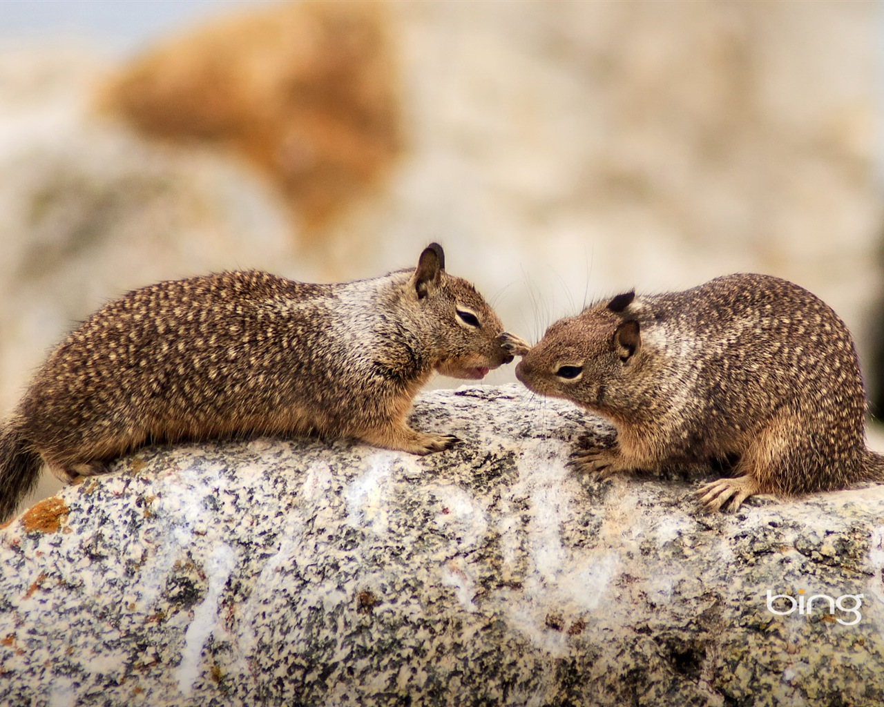 2013 Bing autumn landscapes, animals, urban HD wallpapers #25 - 1280x1024