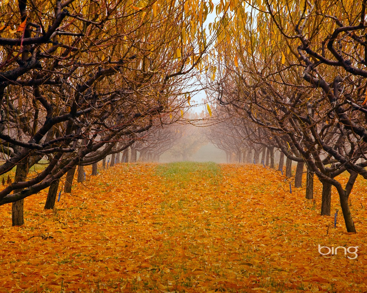 2013 Bing podzimní krajiny, zvířata, tapety HD městské #28 - 1280x1024