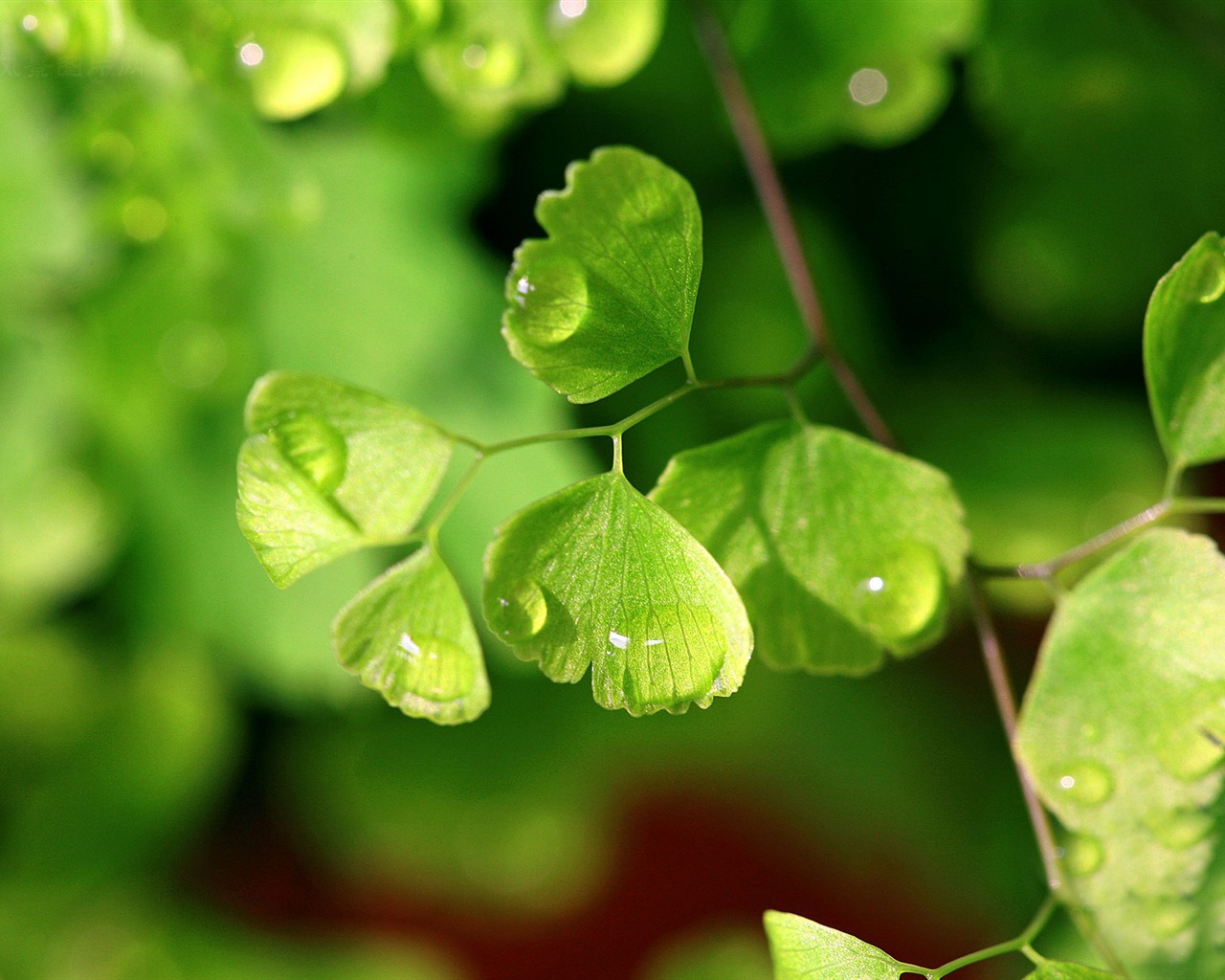 Adiantum verde plantas HD wallpapers #1 - 1280x1024