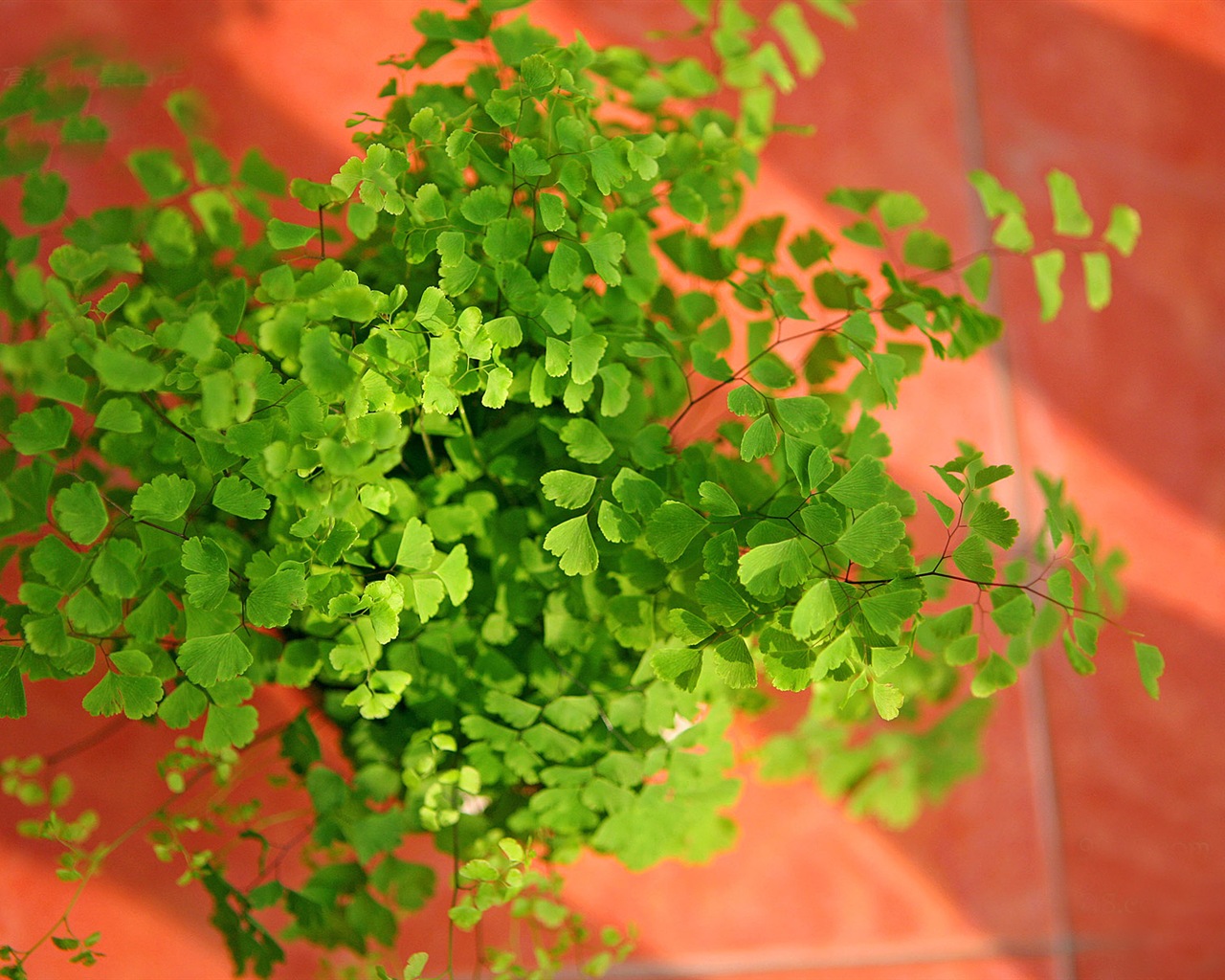 アジアンタム緑色植物HDの壁紙 #2 - 1280x1024