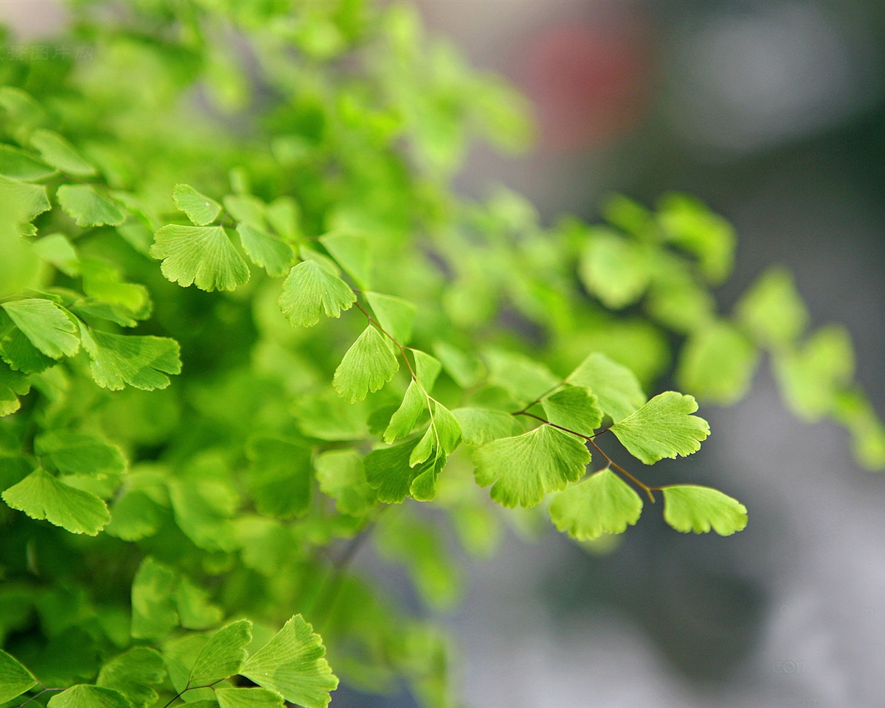 鐵線蕨綠色植物高清壁紙 #4 - 1280x1024