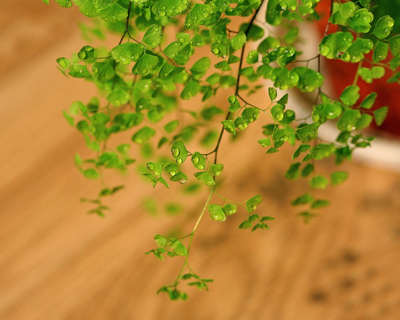 アジアンタム緑色植物HDの壁紙 #7 - 1280x1024