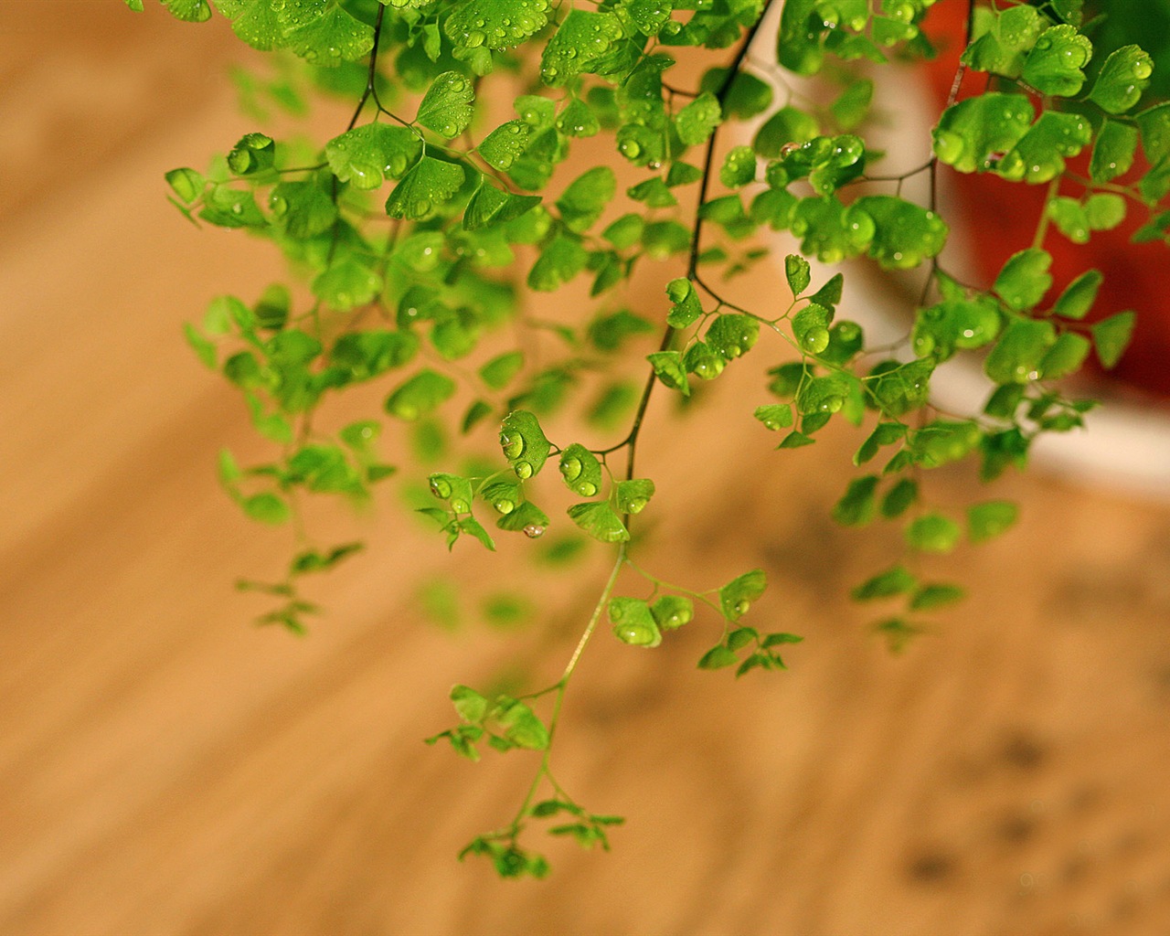 Adiantum plantes vertes écran HD #7 - 1280x1024