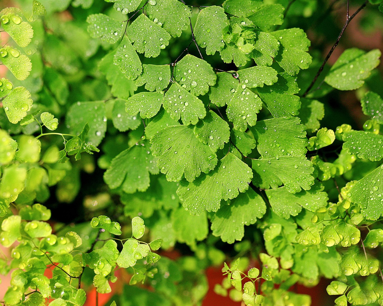 Adiantum verde plantas HD wallpapers #8 - 1280x1024