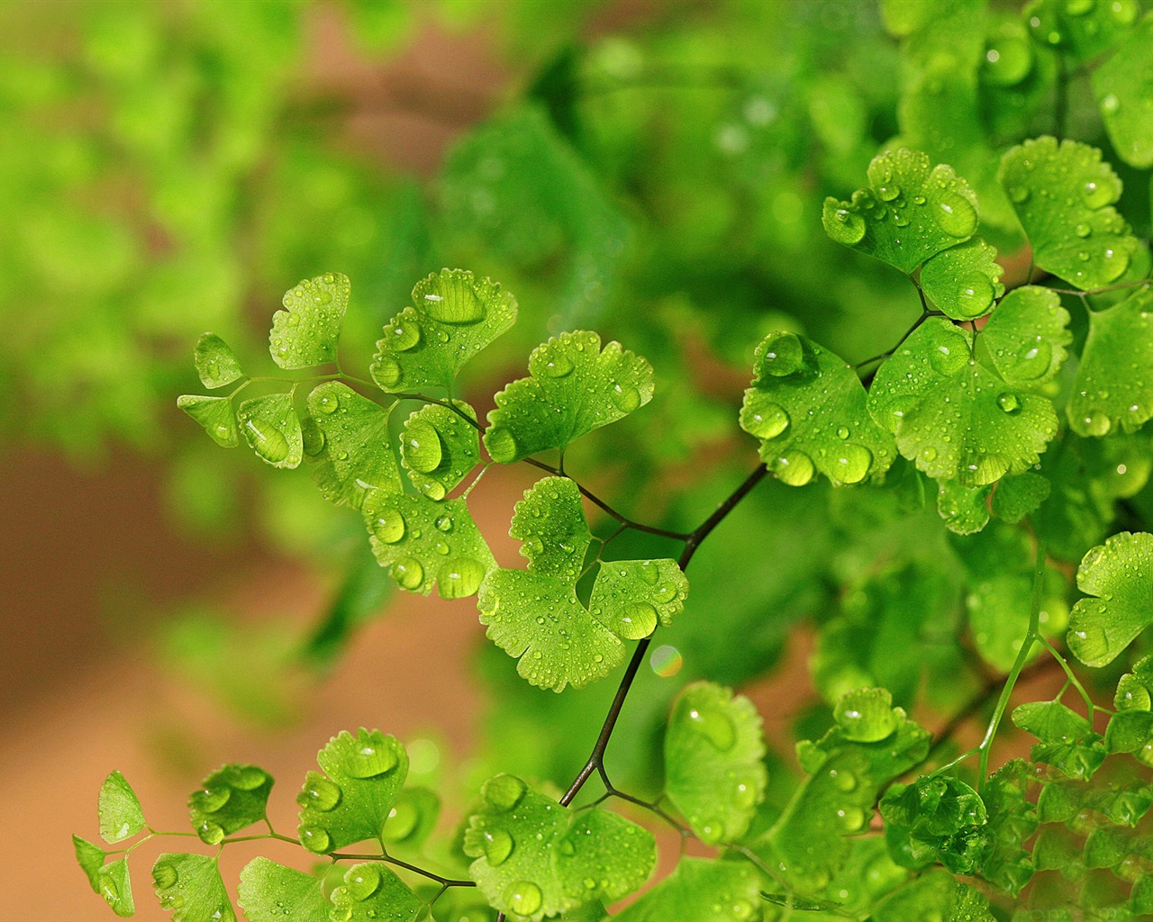 Adiantum verde plantas HD wallpapers #9 - 1280x1024