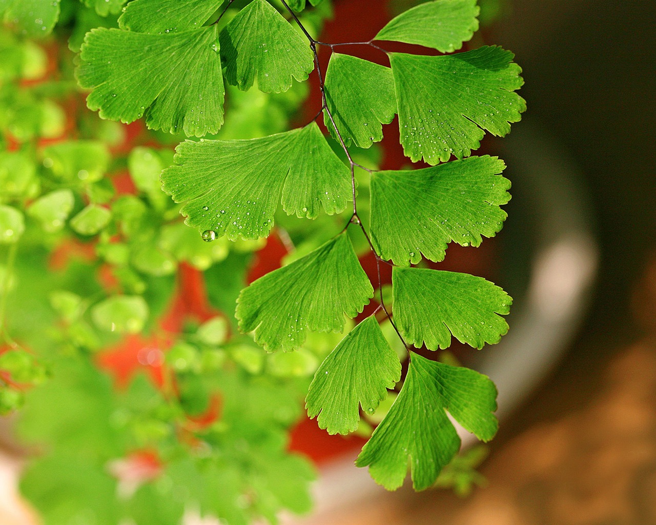 Adiantum green plants HD wallpapers #10 - 1280x1024