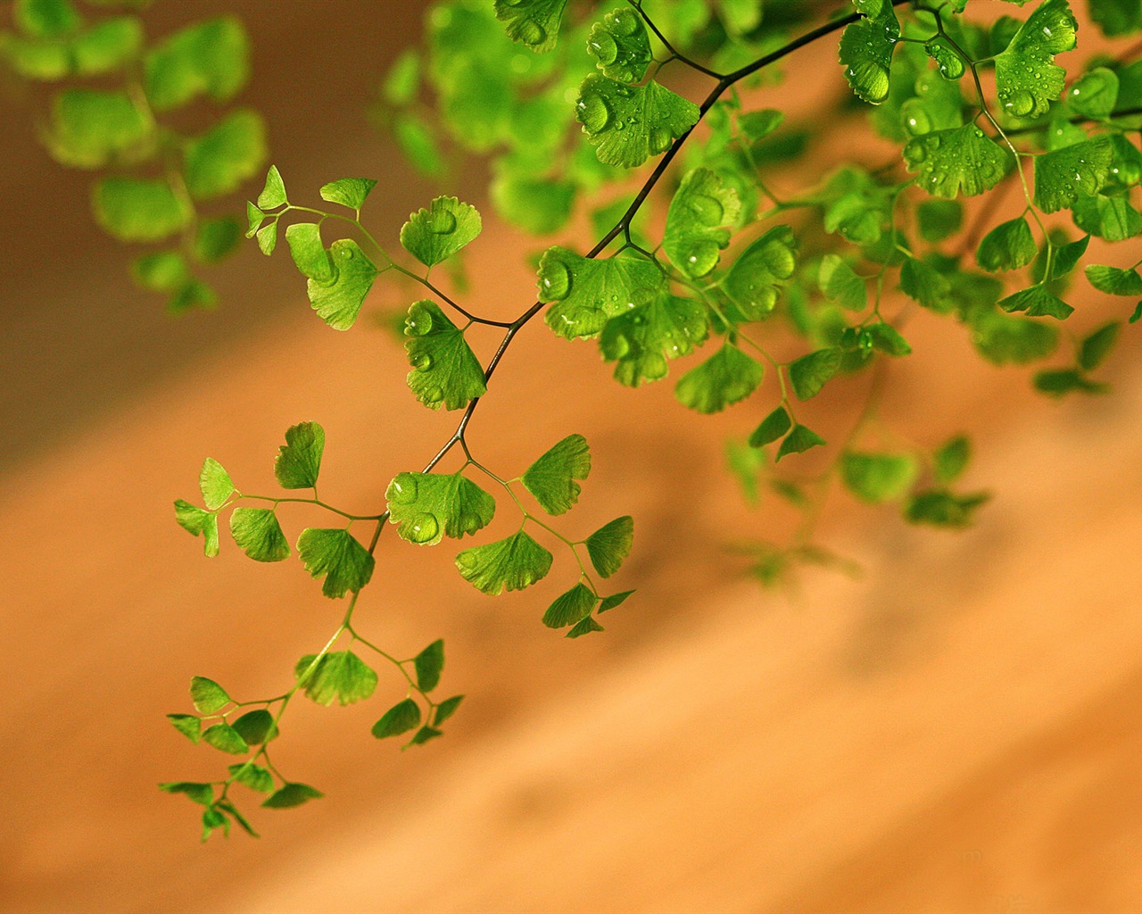 アジアンタム緑色植物HDの壁紙 #11 - 1280x1024