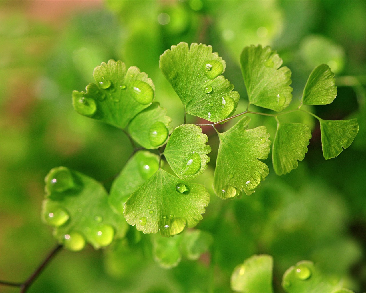 Adiantum plantes vertes écran HD #12 - 1280x1024