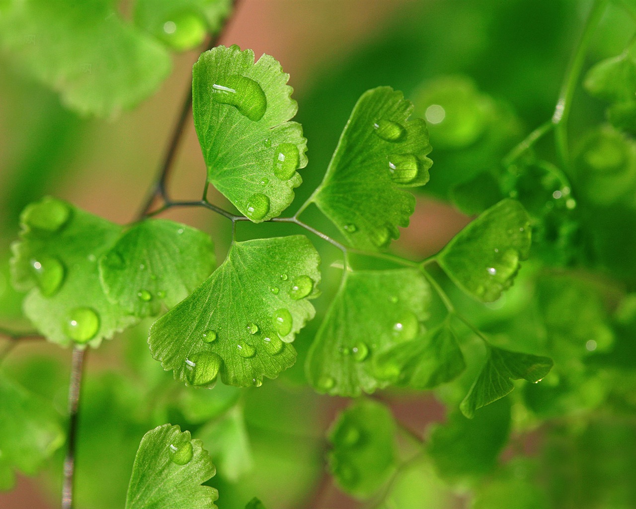 Adiantum green plants HD wallpapers #13 - 1280x1024