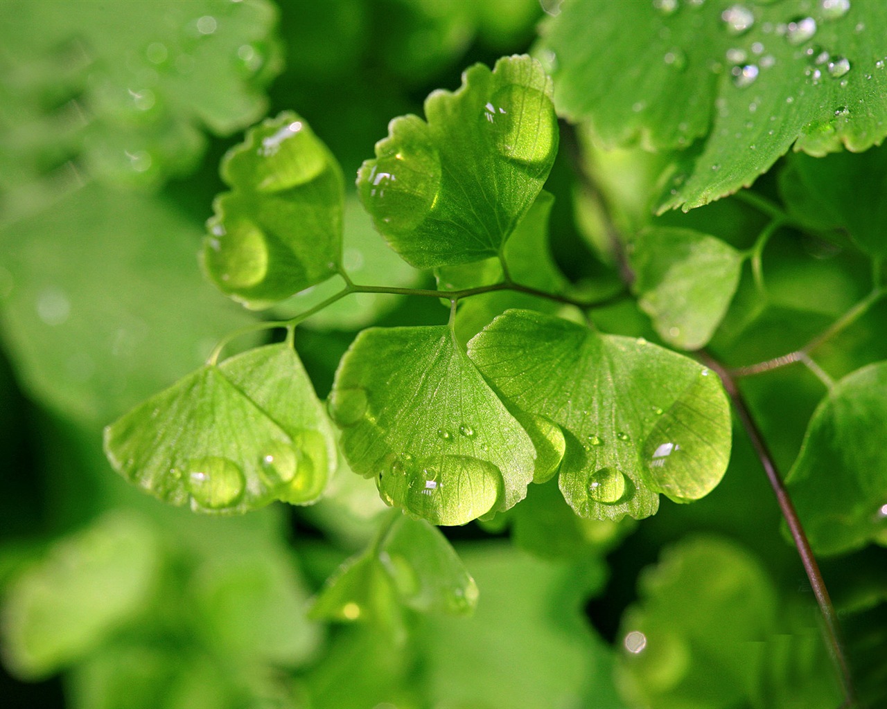 Adiantum green plants HD wallpapers #14 - 1280x1024