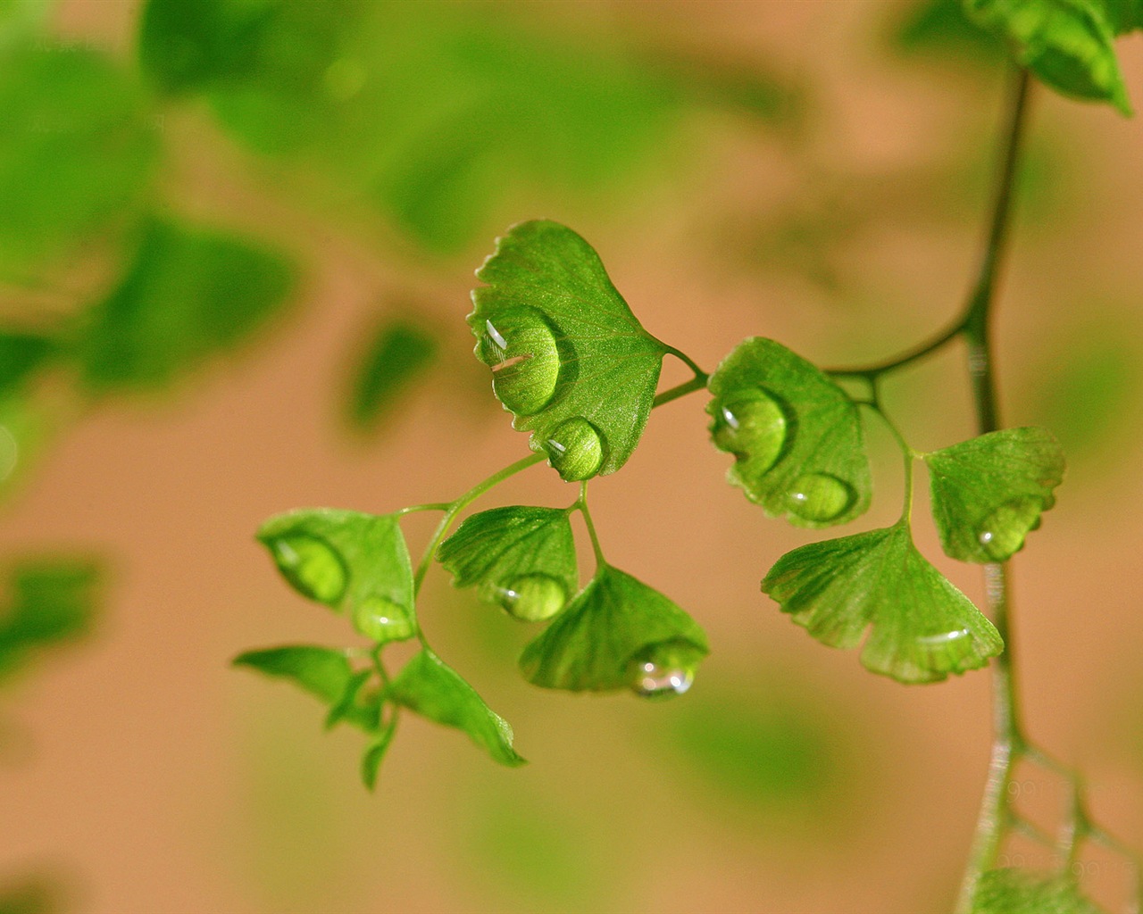 Adiantum 녹색 식물 HD 배경 화면 #15 - 1280x1024