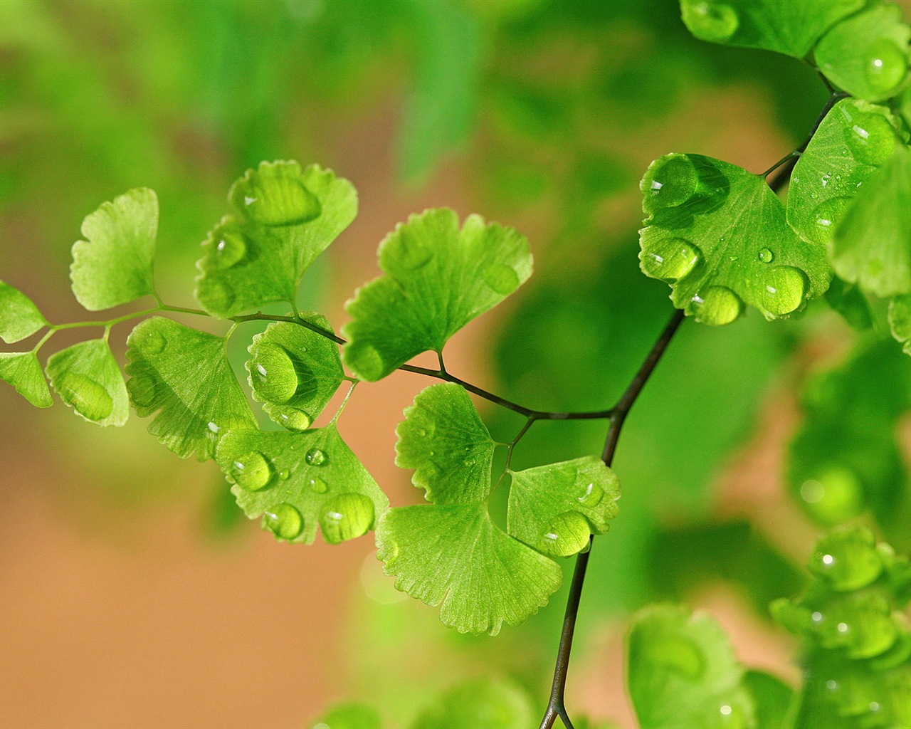 Adiantum zelené rostliny HD tapety na plochu #16 - 1280x1024