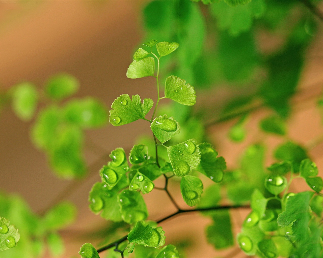 Adiantum green plants HD wallpapers #17 - 1280x1024