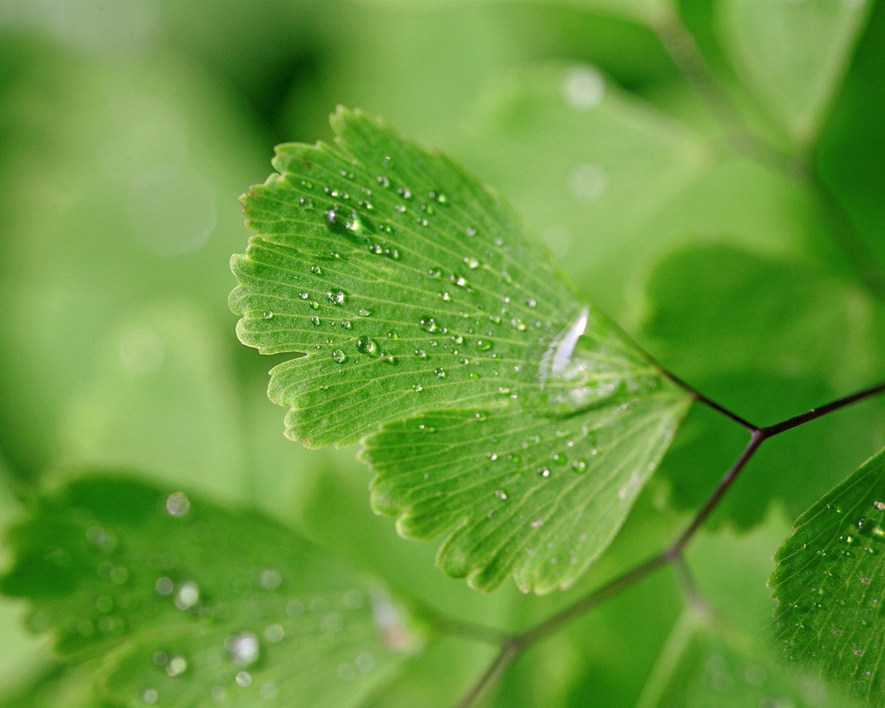 Adiantum green plants HD wallpapers #18 - 1280x1024