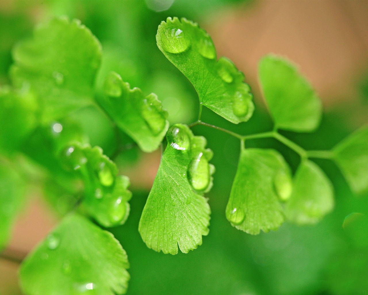 Adiantum 녹색 식물 HD 배경 화면 #19 - 1280x1024