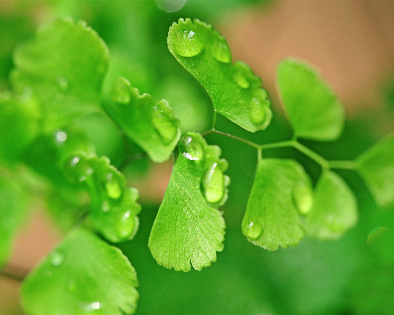 Adiantum green plants HD wallpapers #19 - 1280x1024