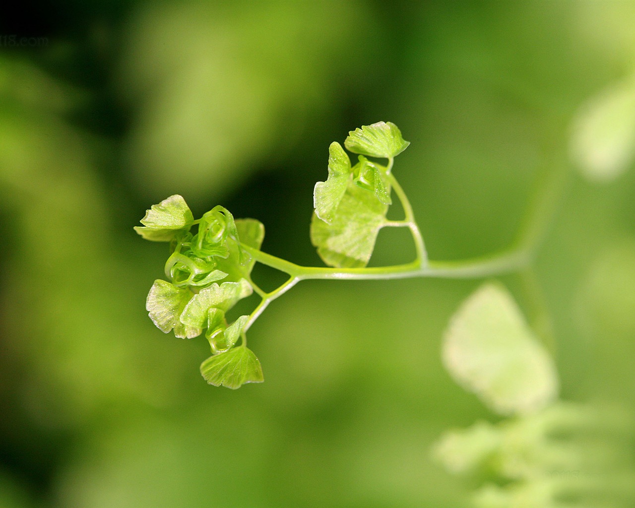 Adiantum plantes vertes écran HD #20 - 1280x1024