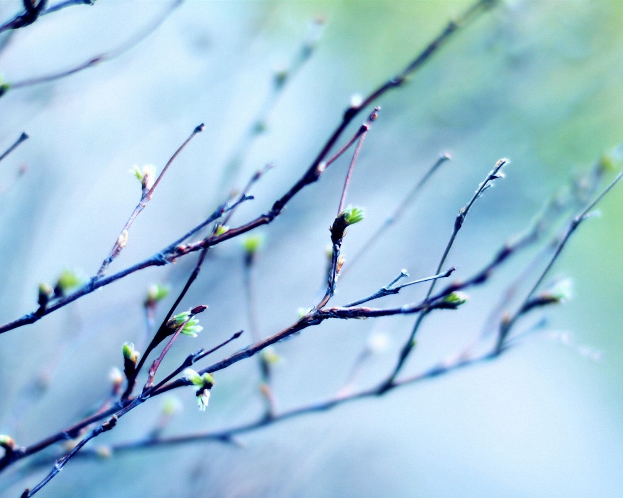 Frühjahr Knospen an den Bäumen HD Wallpaper #1 - 1280x1024