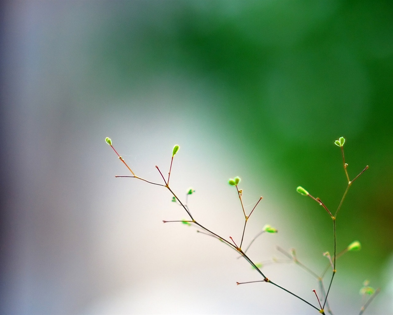 Spring buds on the trees HD wallpapers #2 - 1280x1024