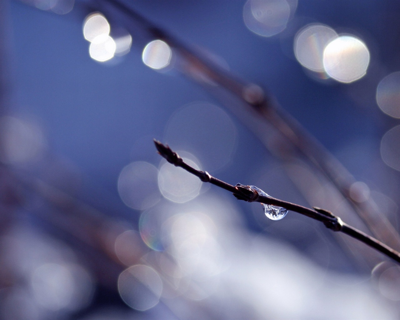 Spring buds on the trees HD wallpapers #3 - 1280x1024