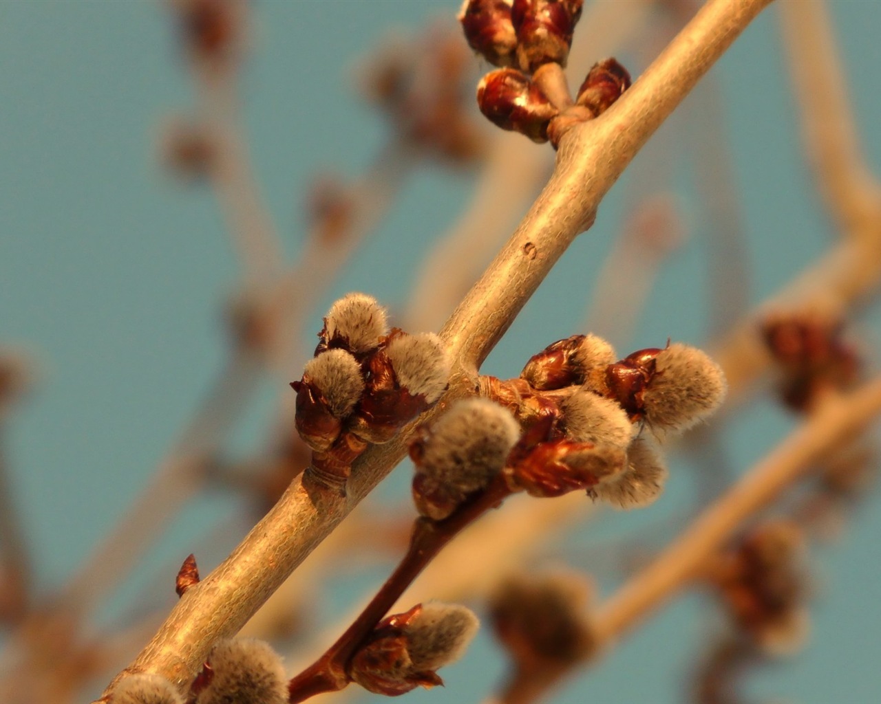 Spring buds on the trees HD wallpapers #4 - 1280x1024
