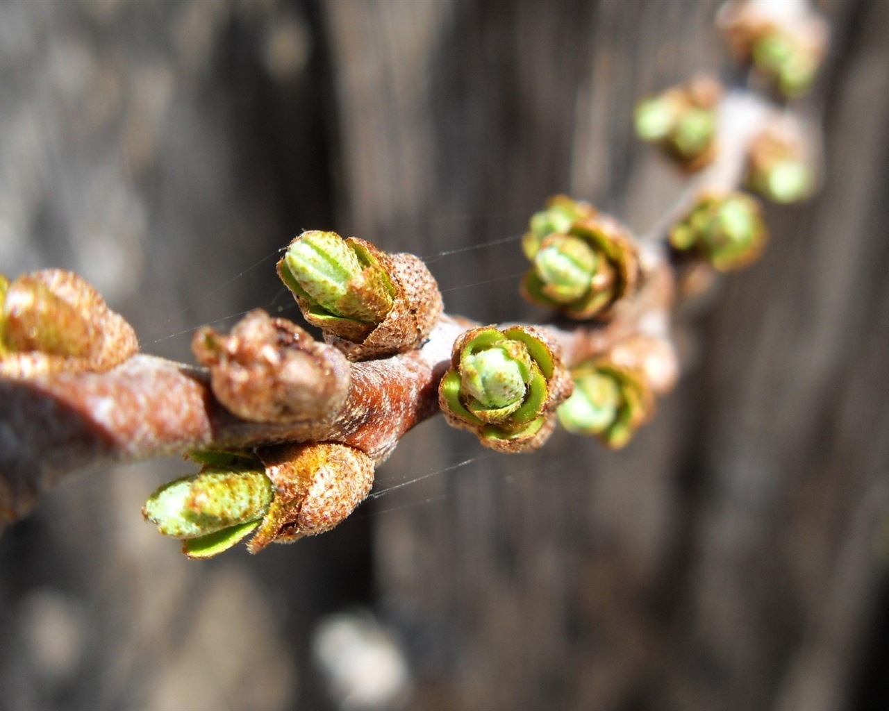 Spring buds on the trees HD wallpapers #5 - 1280x1024