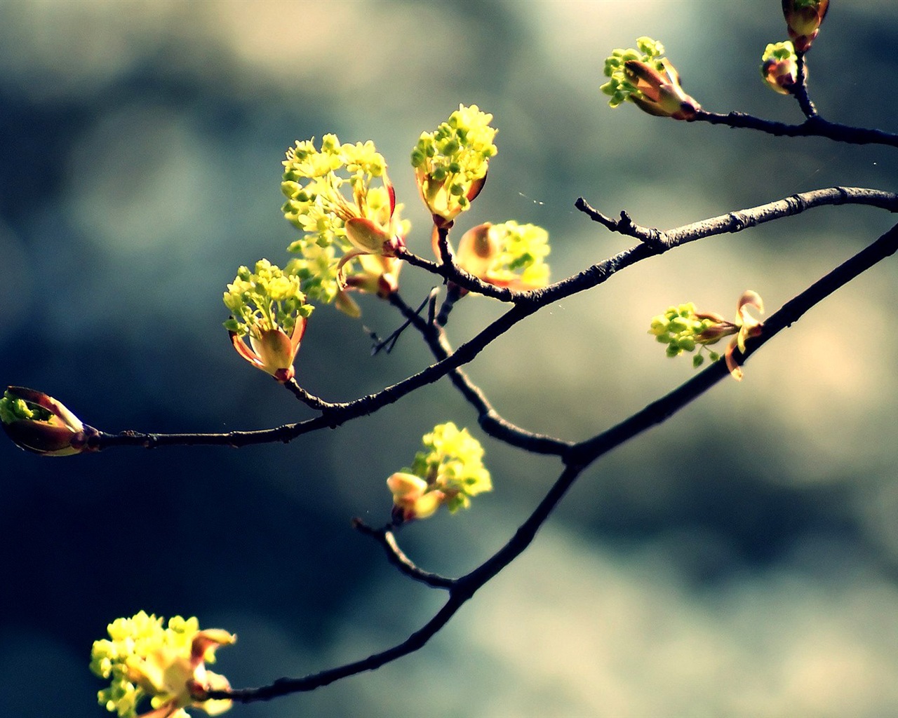 Spring buds on the trees HD wallpapers #6 - 1280x1024