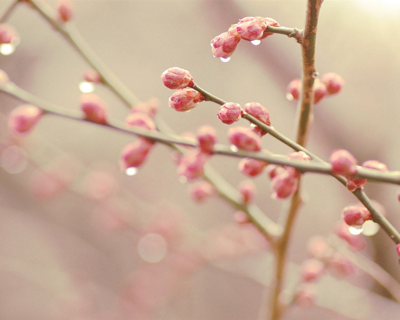 Primavera brotes en los árboles wallpapers HD #7 - 1280x1024