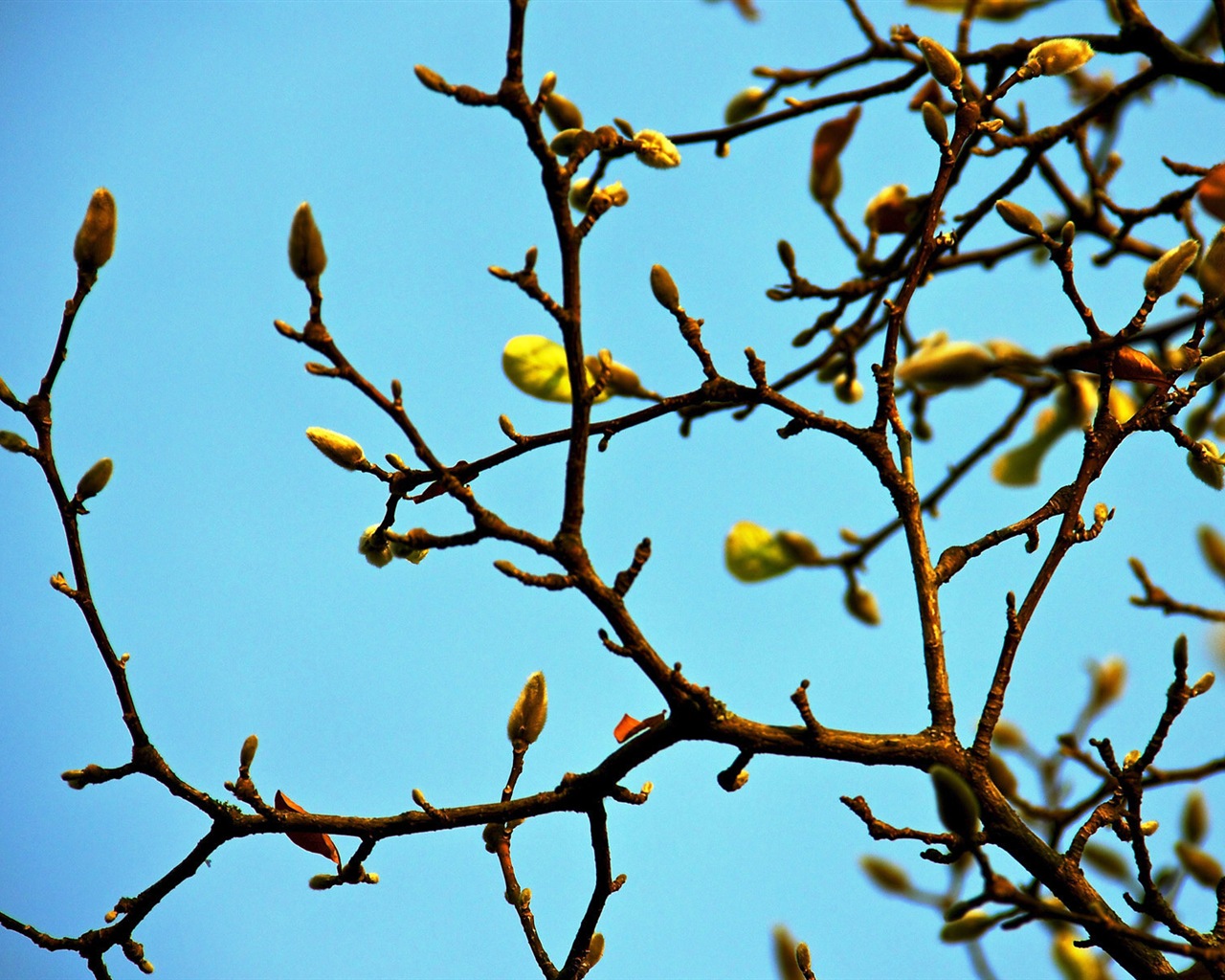 Spring buds on the trees HD wallpapers #8 - 1280x1024