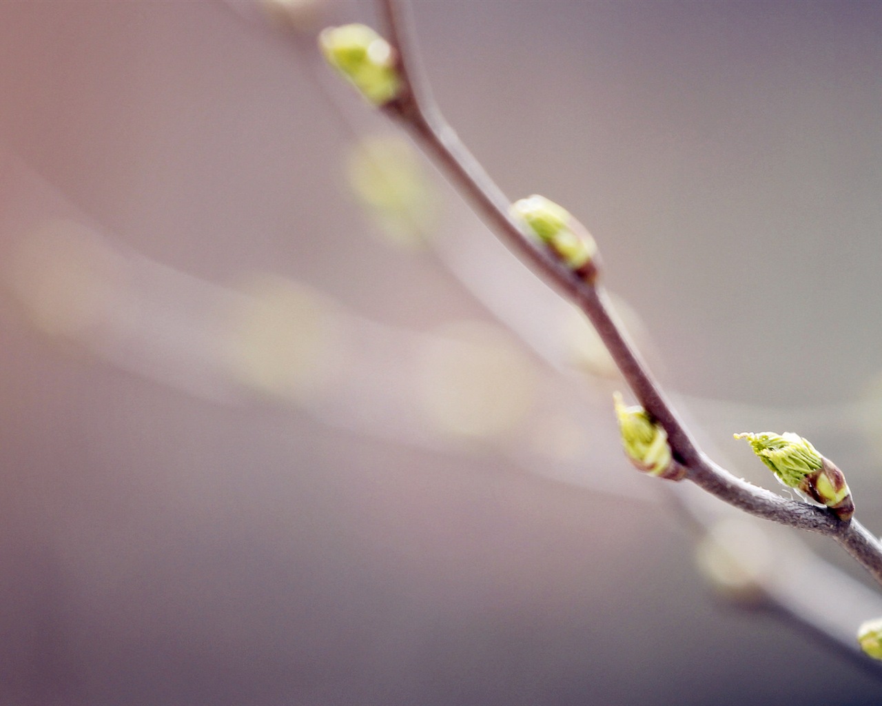 Primavera brotes en los árboles wallpapers HD #9 - 1280x1024