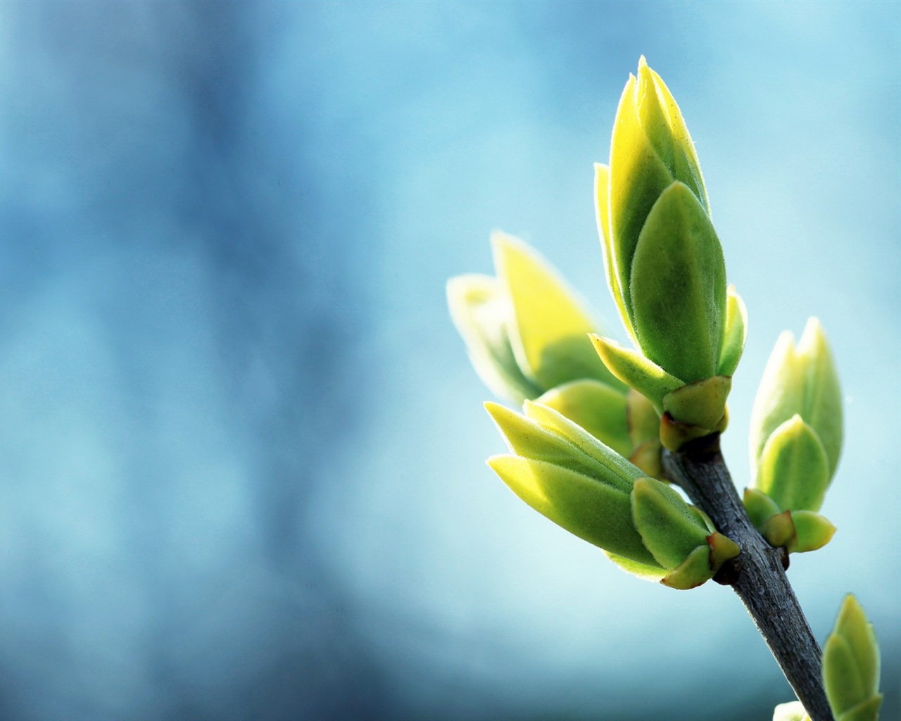 Spring buds on the trees HD wallpapers #10 - 1280x1024