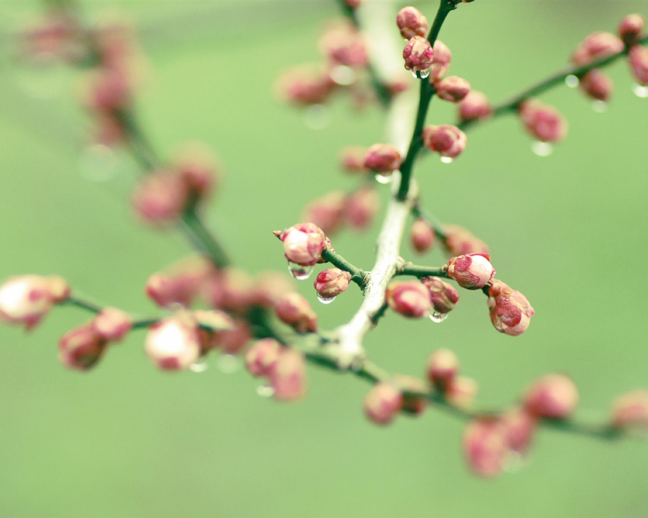 Spring buds on the trees HD wallpapers #11 - 1280x1024