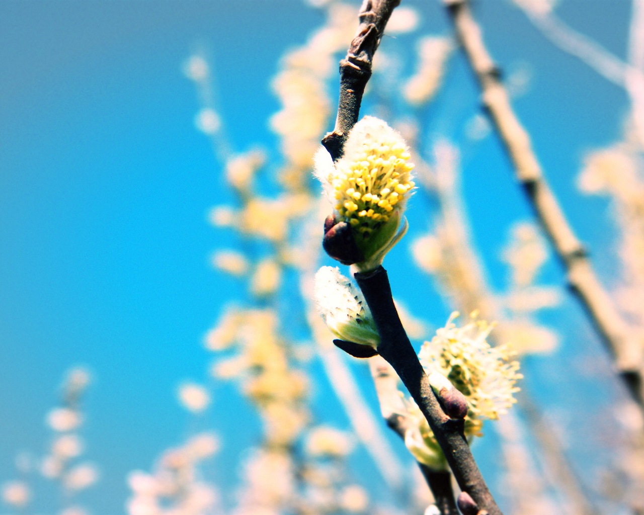Primavera brotes en los árboles wallpapers HD #12 - 1280x1024