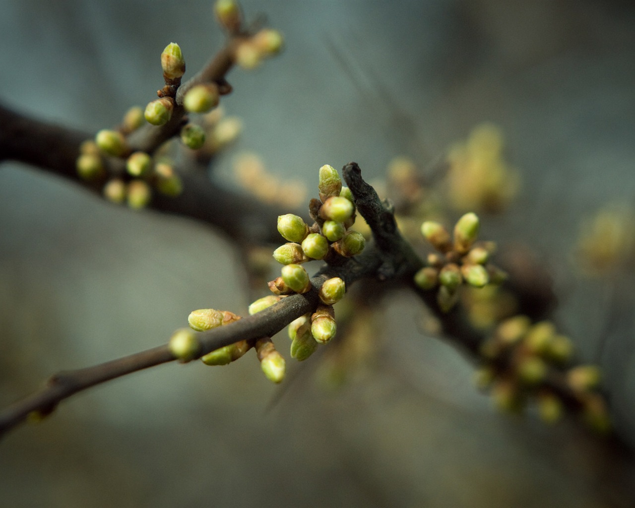 Primavera brotes en los árboles wallpapers HD #15 - 1280x1024
