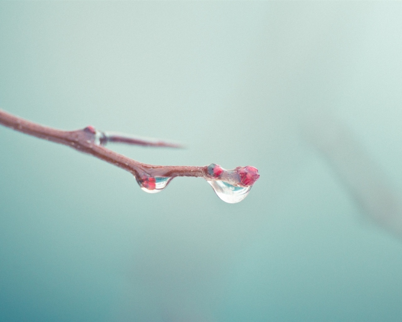 Spring buds on the trees HD wallpapers #16 - 1280x1024