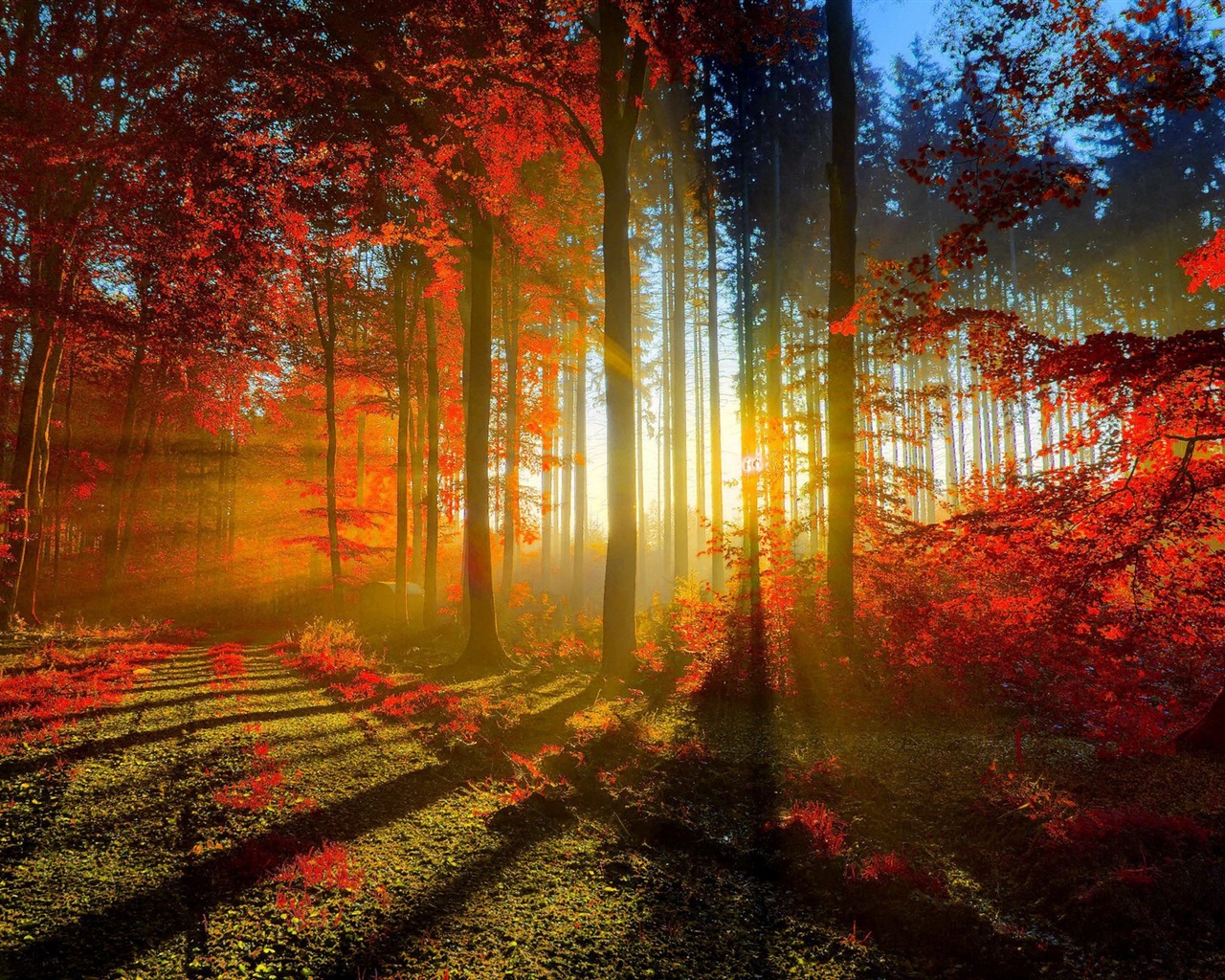 Herbst rote Blätter Waldbäumen HD Wallpaper #1 - 1280x1024