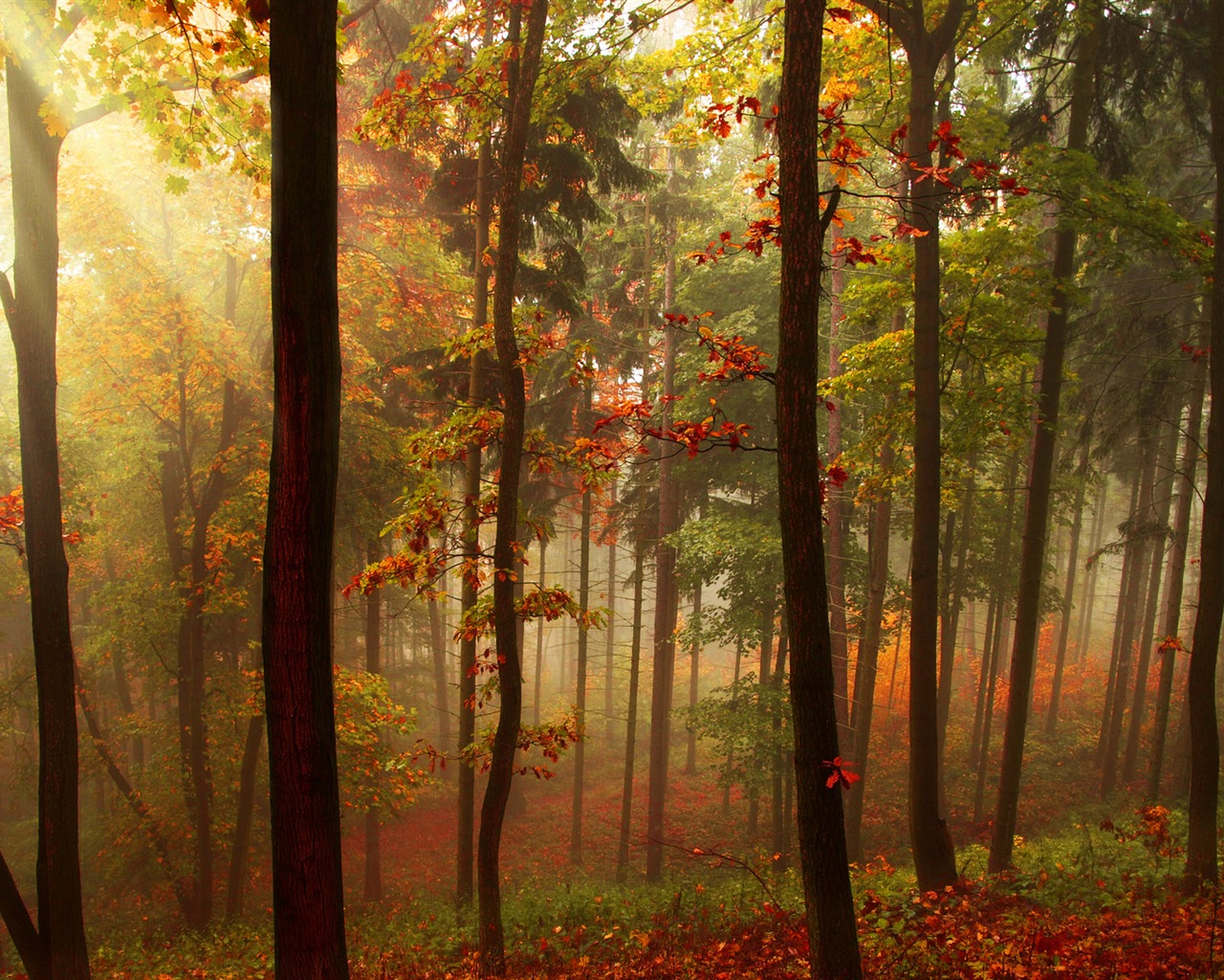 Herbst rote Blätter Waldbäumen HD Wallpaper #5 - 1280x1024