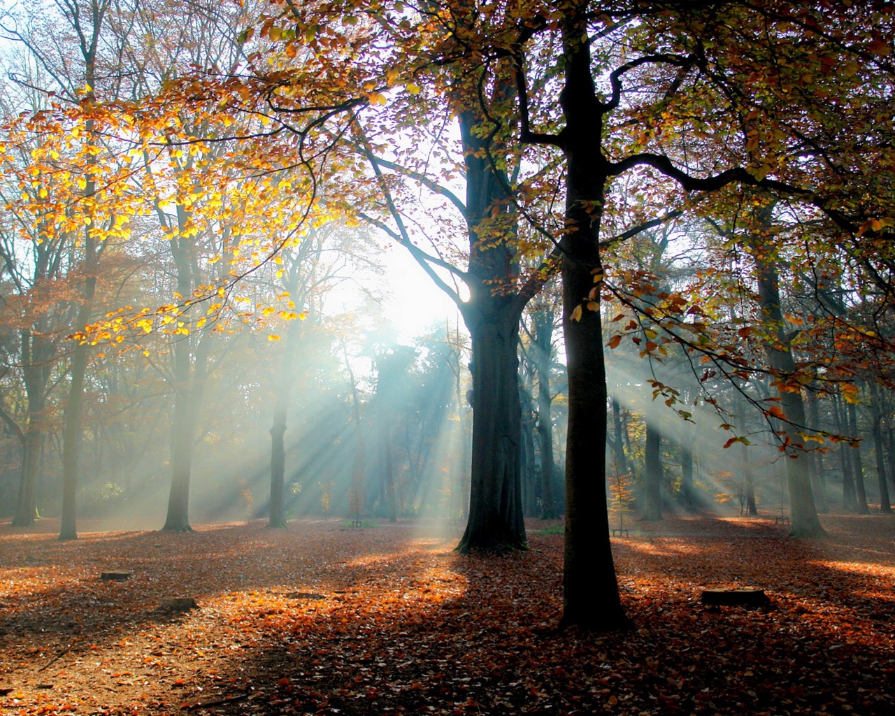 Automne feuilles rouges des arbres d'écran HD forêt #6 - 1280x1024