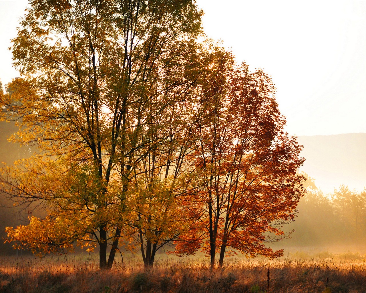 Podzimní červené listy lesních dřevin HD tapetu #7 - 1280x1024