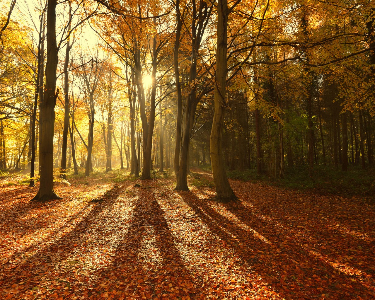 Podzimní červené listy lesních dřevin HD tapetu #8 - 1280x1024