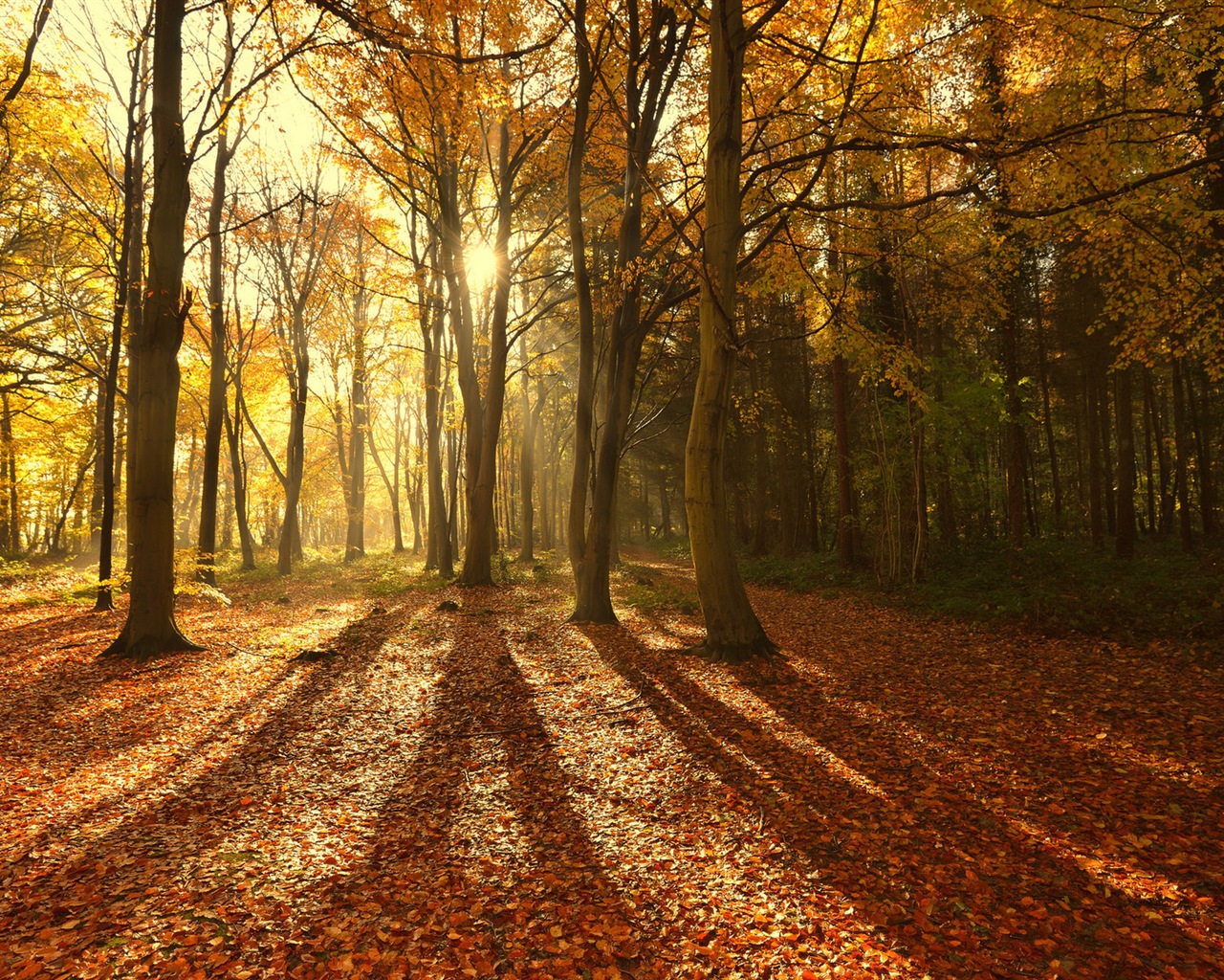 Herbst rote Blätter Waldbäumen HD Wallpaper #8 - 1280x1024