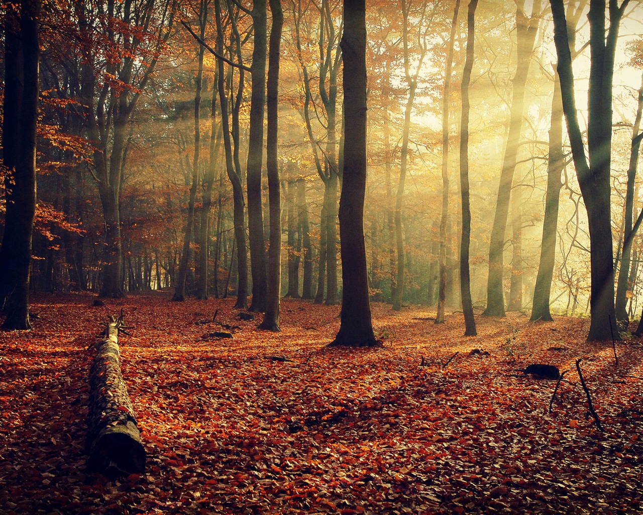 Automne feuilles rouges des arbres d'écran HD forêt #10 - 1280x1024