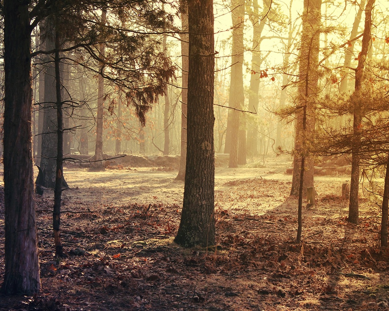 Podzimní červené listy lesních dřevin HD tapetu #11 - 1280x1024