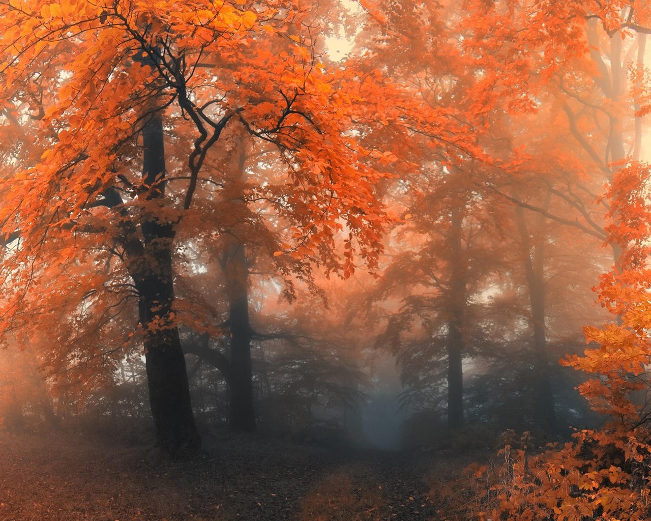 Podzimní červené listy lesních dřevin HD tapetu #12 - 1280x1024