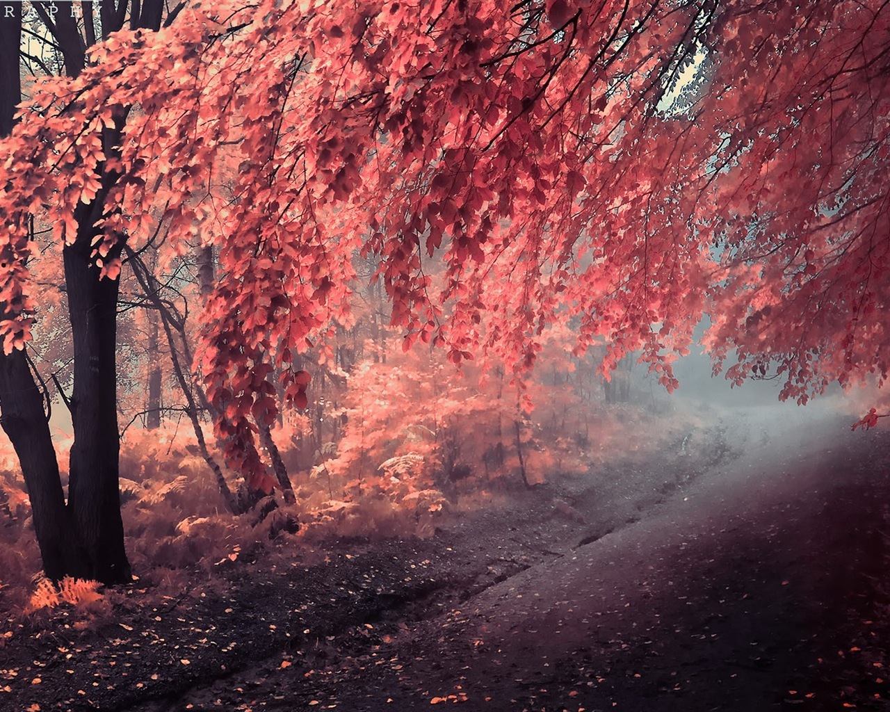 Podzimní červené listy lesních dřevin HD tapetu #13 - 1280x1024